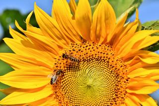 W Krośnie powstaje raj dla pszczół! Tylko w trzech ulach zamiesza 150 tysięcy pszczół 