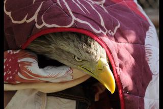 Uratowali zatrutego orła