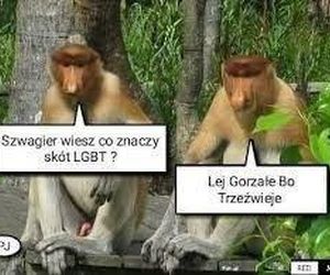Memy na Dzień Szwagra 