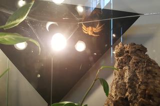 Wystawa pajęczaków w Starym Sączu