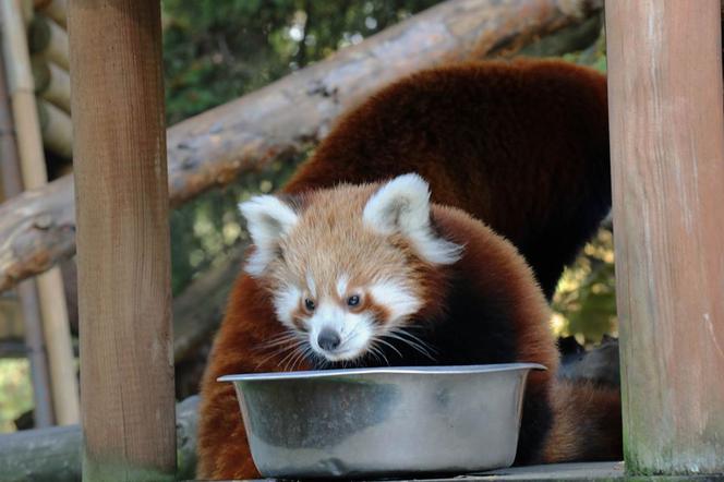 Chorzów: Otwarcie zoo i OGROMNA kolejka! Każdy chce zobaczyć pingwiny