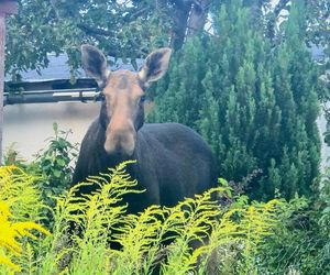Nietypowy gość wystraszył działkowiczów! Musiała przyjechać policja