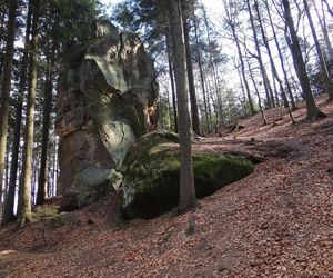 Rezerwat Diable Skały, Bukowiec