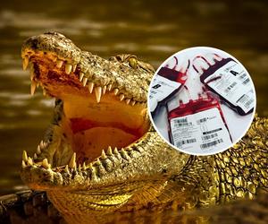 Zamówił krew krokodyla z Tajlandii