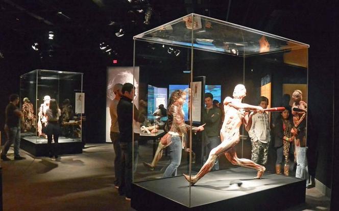 Kontrowersyjna wystawa Body Worlds wraca do Katowic. Zobaczymy ją w galerii Szyb Wilson