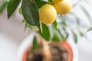 Jakie cytrusy można hodować w domu? Sprawdź!