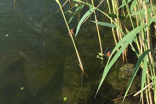 Byliśmy nad bydgoskim Balatonem 