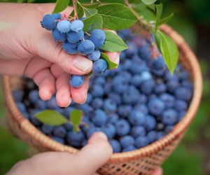 Bywa mylona z nowotworem. Bąblowicą możesz się zarazić jedząc niemyte jagody