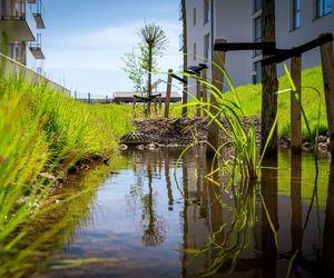 Ogród deszczowy w pojemniku i gruncie. Jak go założyć, jakie wybrać rośliny?
