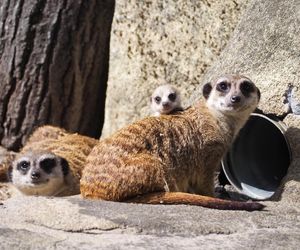 Surykatki w warszawskim ZOO oszalały ze szczęścia! To trzeba zobaczyć!