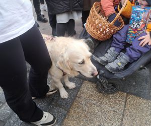 33. Finał WOŚP z grupą krakowskich Golden Retrieverów