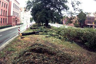 Bydgoszcz: Rozpoczęła się budowa buspasa na Wałach Jagiellońskich [ZDJĘCIA]