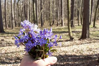 Pierwsze oznaki wiosny w podprzemyskich lasach