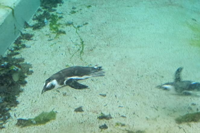 Pingwiny wróciły do łódzkiego zoo!