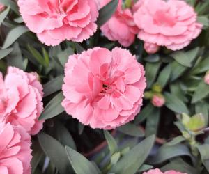 Goździk ogrodowy (Dianthus caryophyllus)