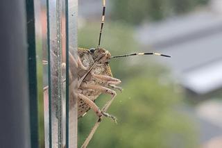 Śmierdzący owad atakuje nasze domy. Strzeżcie się wtyka amerykańskiego