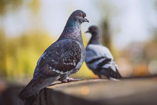 Masowa eutanazja ptaków w Krakowie. „Pozbywanie się problemu”