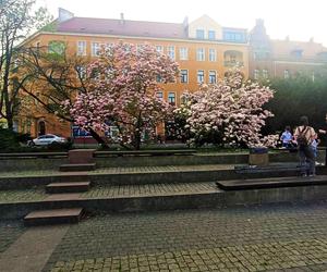 Magnolie w Szczecinie