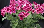 Pelargonia angielska