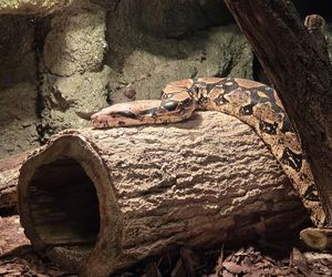 Egzotyczny świat na wyciągnięcie ręki! Zaglądamy do akwarium-terrarium w Myślęcinku