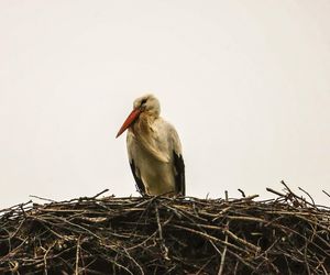 Ornek pędził do Polski, aby uwić gniazdko dla ukochanej