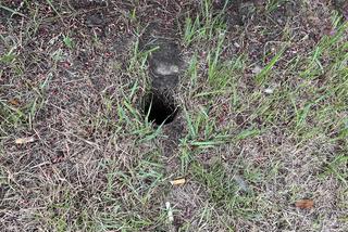 Szczury wykopują nory i tunele 