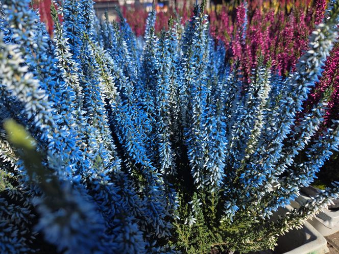 Jesienny Kiermasz Ogrodniczy w Bydgoszczy przyciągnął miłośników zieleni i smakołyków!
