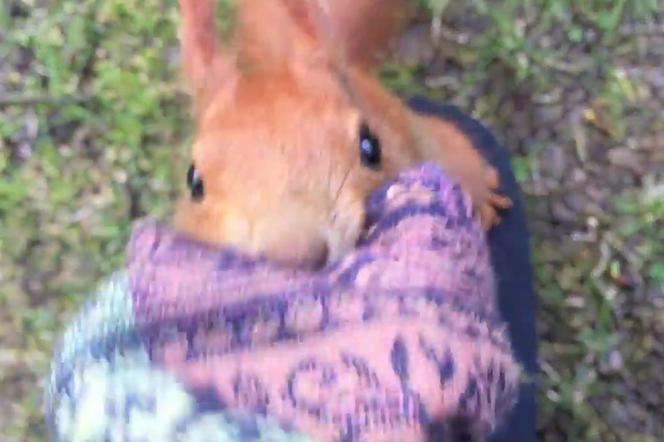Wściekła wiewiórka kradnie szaliki w Łazienkach! [WIDEO]