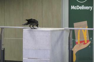 Wrona uwięziona na Dworcu