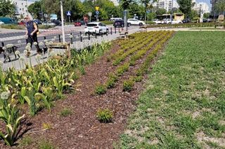 Kradzieże roślin w parku nad POW