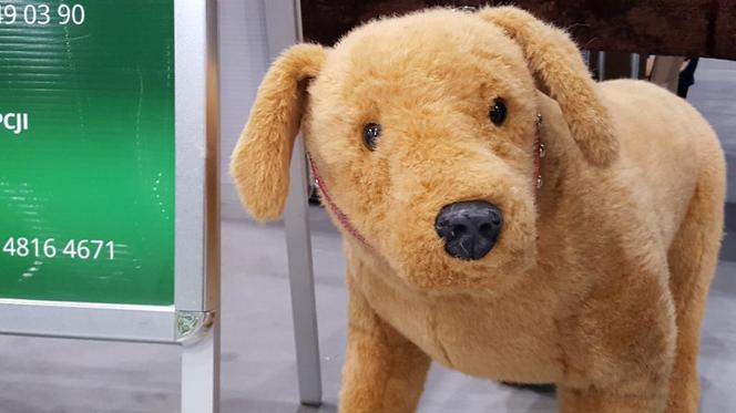 Tysiące psów i odwiedzających. II Międzynarodowa wystawa Psów Rasowych odbyła się w Bydgoszczy