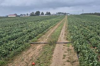 Rolnik rozdają paprykę za darmo! Ceny na skupie to dramat