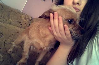 W Rzeszowie zaginął pies - właścicielka prosi o pomoc