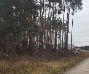 ​Wycinają sosny na ulicy Geodetów w Lesznie. Co tam powstanie? 