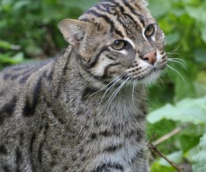 Taraje urodziły się w toruńskim zoo. Fenomen na skalę światową