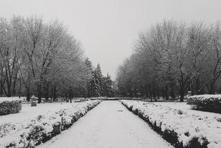 Zima w parku Staromiejskim [ZDJĘCIE DNIA]