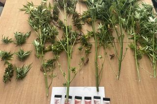 Plantacja konopi w powiecie Ostródzkim