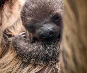 W łódzkim zoo przyszedł na świat leniwiec