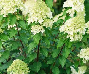 Hortensja bukietowa 'Polar Bear'