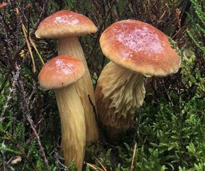 W polskich lasach pojawił się egzotyczny grzyb. Czy jest jadalny?