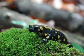  Salamandry plamiste budzą się do życia w Karkonoszach. To najładniejszy polski płaz!