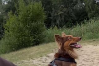 Barwy szczęścia nowy sezon na planie. Pies Uno