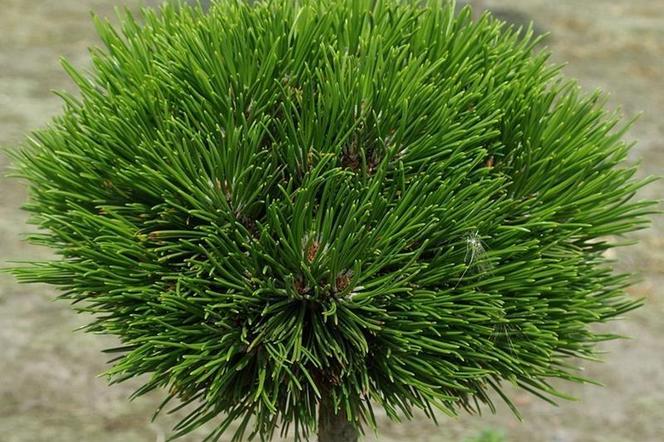 Drzewa całoroczne na balkon