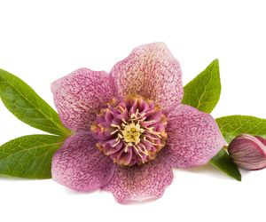 Moroznik kaukaski na odchudzanie - czy jest bezpieczny?