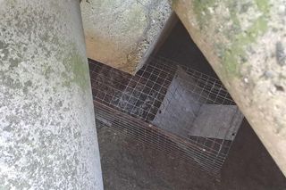 Pies spod falochronu w Kołobrzegu uratowany