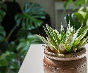 Gasteria - rewelacyjny sukulent do domowej uprawy. Czy gasteria to aloes? Jak pielęgnować gasterię w doniczce?