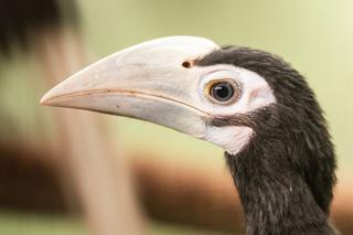 Kolejny sukces we wrocławskim zoo. Wykluły się dzioborożce 