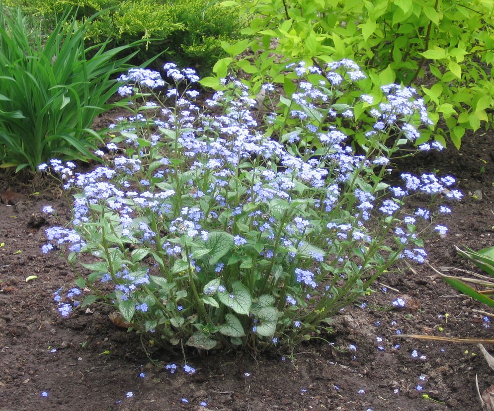 Brunnera wielkolistna
