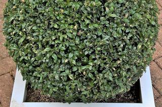 Z bukszpanu można tworzyć fantazyjne kształty 