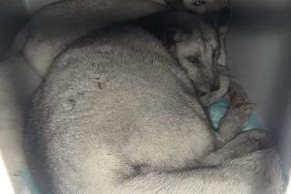 Krysia i Rysia miały być futrem, zamieszkały w fundacji